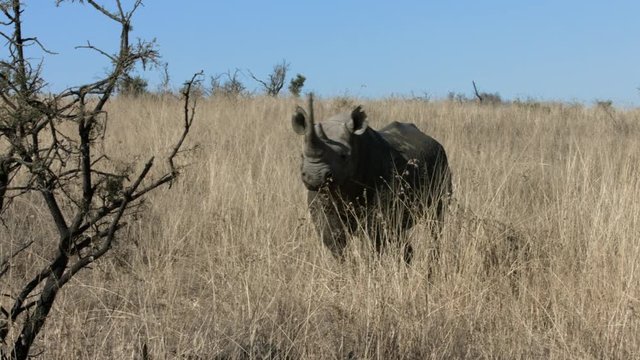 Black rhino standing in long dry grass, walks off through grass and behind trees.
