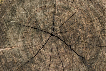 Old tree stump texture with cracks