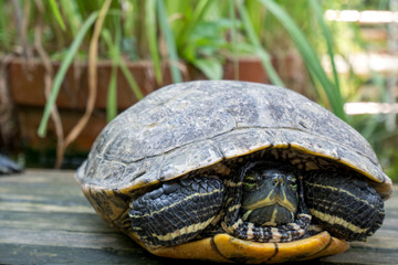 Turtle