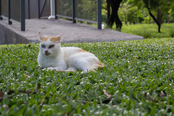 serious cat lying on the grass with blurred small bridge backgro