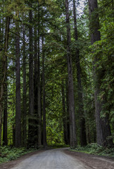 Fototapeta premium Redwoods