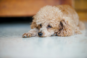 poodle dog lay on the marble floor