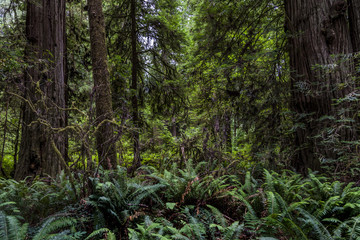 Obraz premium Redwoods