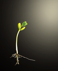 Green seedlings on the black with burst light