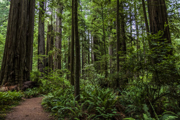 Fototapeta premium Walker Rd. Redwood