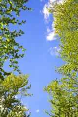  Trees framing blue sky