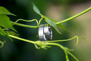 Обручальные кольца и листики зелени © marinamelnikova