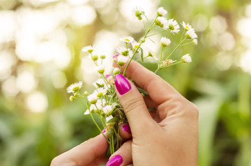 Woman with beautiful pink manicure holding wildflowers
