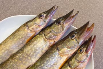 pike head lying on a plate. freshwater fish. Fresh pike. Predatory river fish.