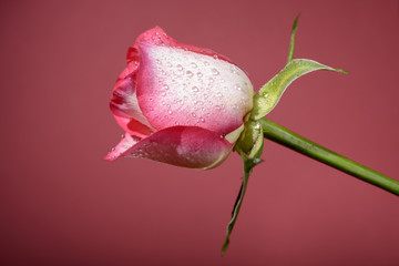 white and pink rose with water drops on red background