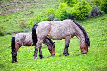 Fototapeta premium Horses grazing