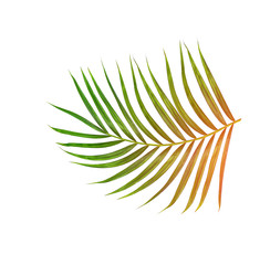 Green leaves of palm tree isolated on white background