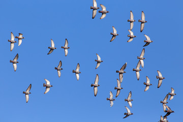 Sport carrier pigeons in flight