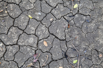 Obraz premium Dry land with leaves and shell top view.