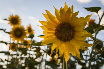 Obraz premium sunflowers