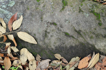 Dry leaves on the ground, natural stone, background texture