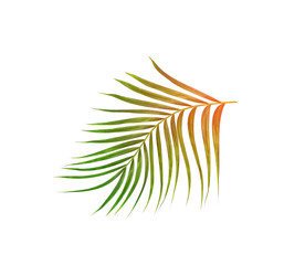 Green leaves of palm tree isolated on white background