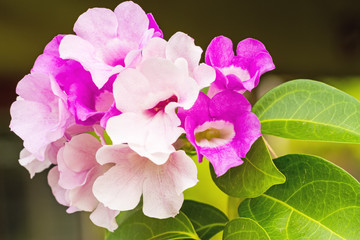 Close up pink flower Mansoa alliacea, or garlic vine 