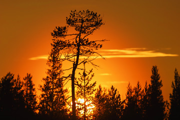Fototapeta na wymiar Sunset in a forest