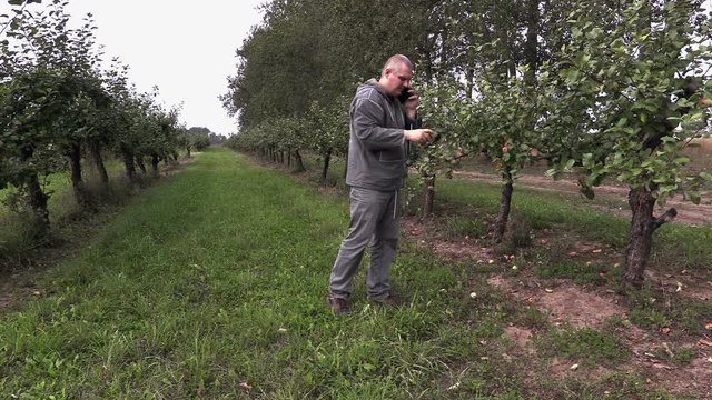 Agronomist check apple orchard