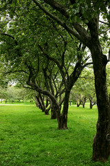 Obraz premium Old apple orchard early fall..