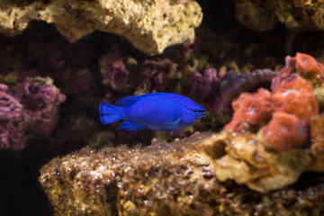 Fish. Chrysiptera hemicyanea. Colourful fish in an aquarium