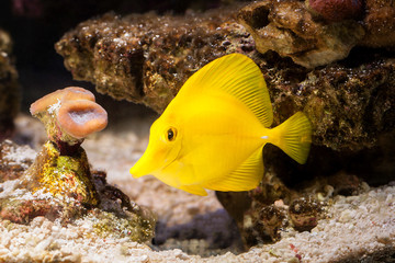Naklejka na ściany i meble Fish. The yellow fish drifts among corals at the aquarium