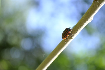 striped red shield bug (Graphosoma lineatum) climbing on a twig