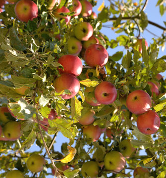&Auml;pfel - Streuobst - rot