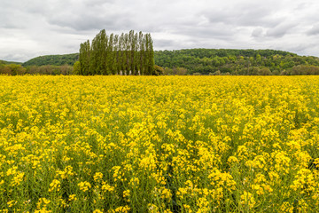 Canola field with hill and tree in background