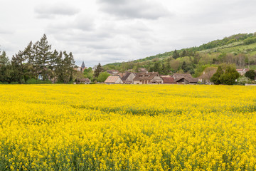 Canola field with village Giverny in background at Giverny, France, Giverny is a village west of Paris. It's known as the place where painter Claude Monet lived.
