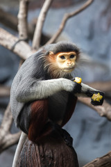 Wild monkey with eat activity