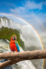 Fototapeta premium The majestic macaw parrot at the Iguazu Falls