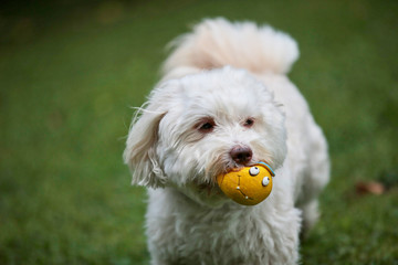 Havanese dog playing with a ball in the garden