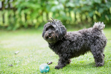 Havanese dog playing with a ball in the garden