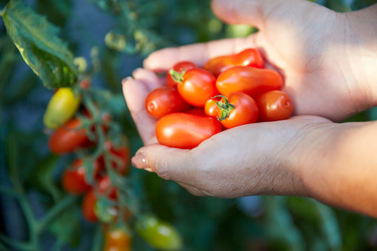 Hand of a woman holding tomatoes in front of tomato plant