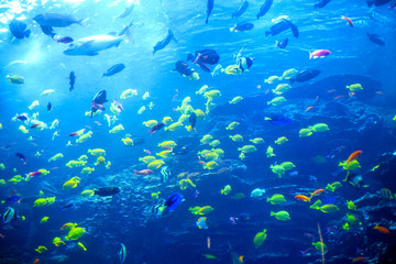 Plakat Tropical aquarium tank with beautiful colourful fishes in the neon light, coral reef wild life at oceanarium.