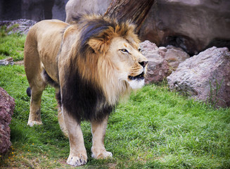 A Male Lion, Panthera leo, King of Beasts