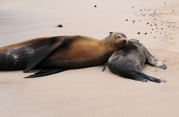 Galapagos Seelöwen