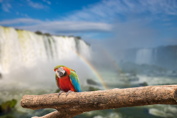 Fototapeta premium Close view of Macaw parrot at the Cataratas waterfalls