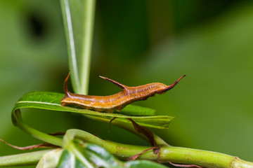 Common Map caterpillar