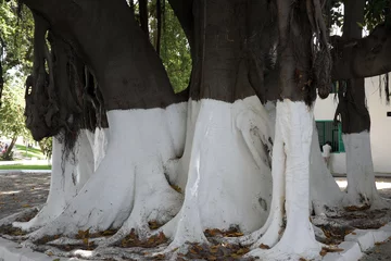 Cercles muraux Baobab pied de baobab passé à la chaux