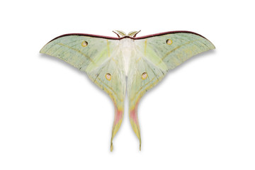Naklejka premium Indian moon moth or Indian luna moth