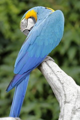 macaw parrot