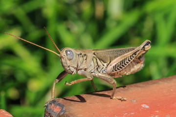 Brown grasshopper on the brick.