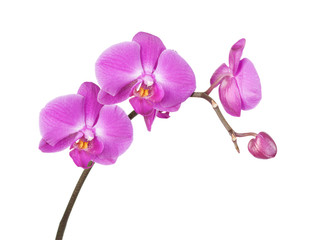 Pink orchid on a white background