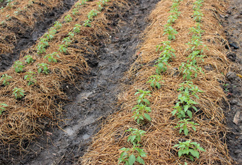 Kitchen Garden with young seedlings chili