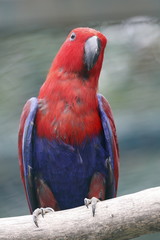 eclectus parrot