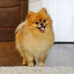 Pomeranian Spitz dog.