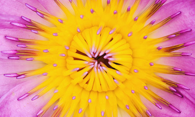 closeup pistil purple lotus in pond